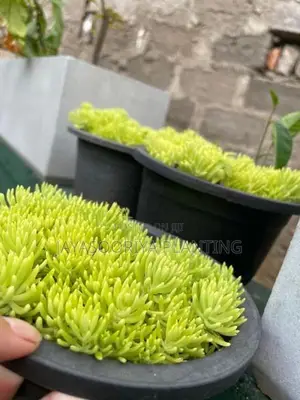 පතොක් Plants