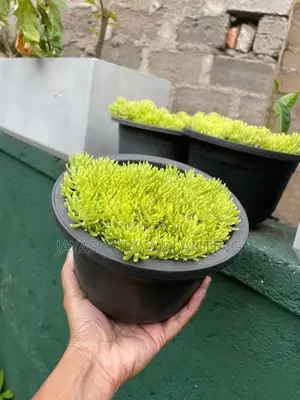 පතොක් Plants
