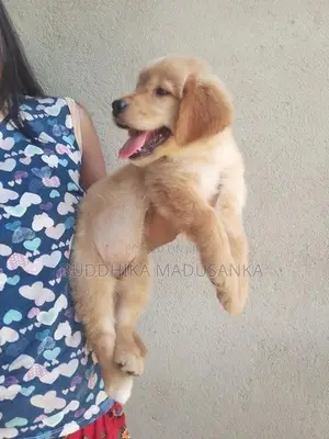 Golden Retriever Puppies