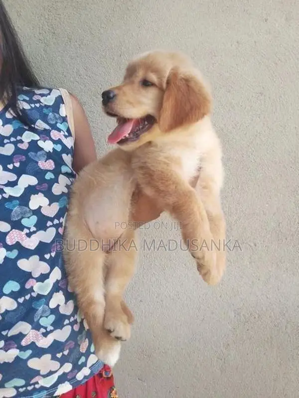 Golden Retriever Puppies