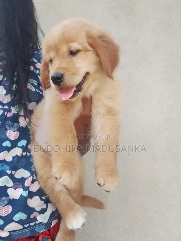 Golden Retriever Puppies
