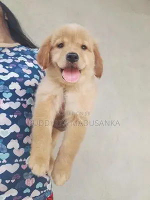 Golden Retriever Puppies