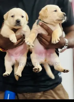 Labrador Puppy