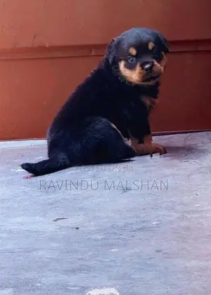 Rottweiler Puppies
