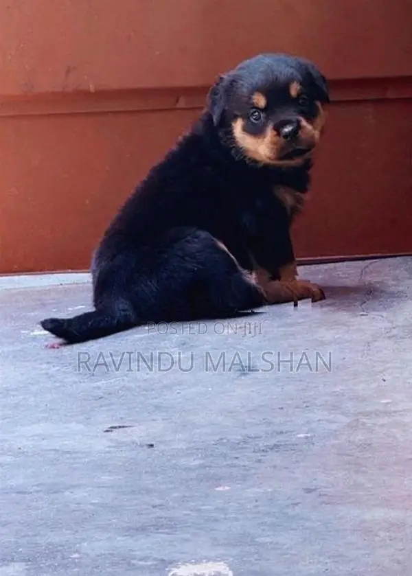 Rottweiler Puppies