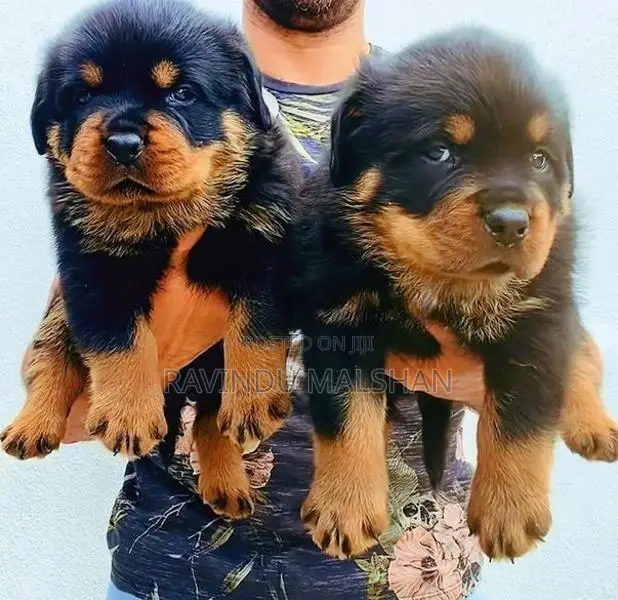 Rottweiler Puppies