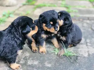 Rottweiler Puppies