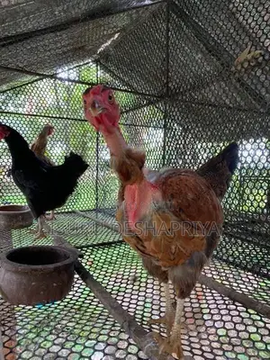 ගම් කුකුලන් හා කිකිලියන් විකිණීමට