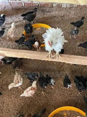 ගම් කුකුල් පැටවු