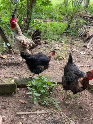 ගම් කුකුලන් හා කිකිලියන් විකිණීමට