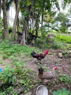 ගම් කුකුලන් හා කිකිලියන් විකිණීමට
