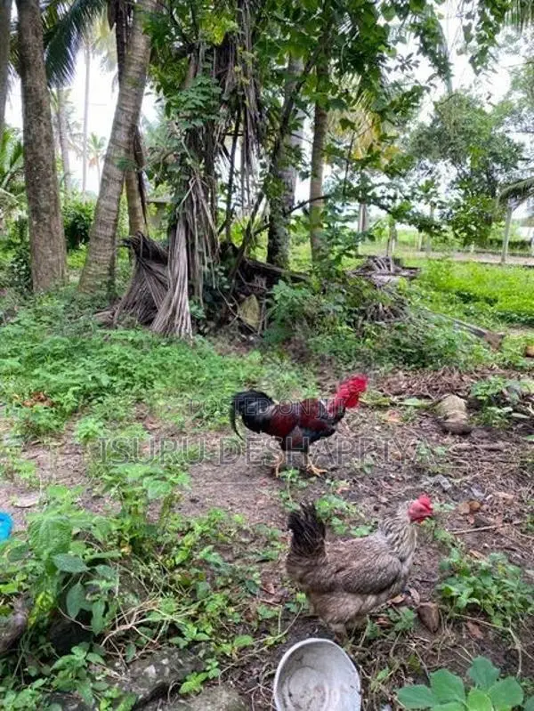 ගම් කුකුලන් හා කිකිලියන් විකිණීමට