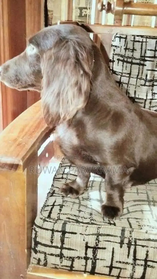 Dachshund Mixed Puppies