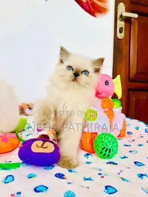 Himalayan Kittens