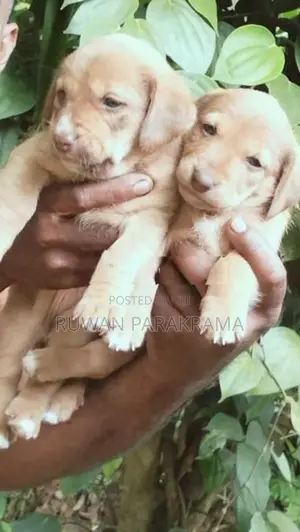 Dachshund Mixed Puppies