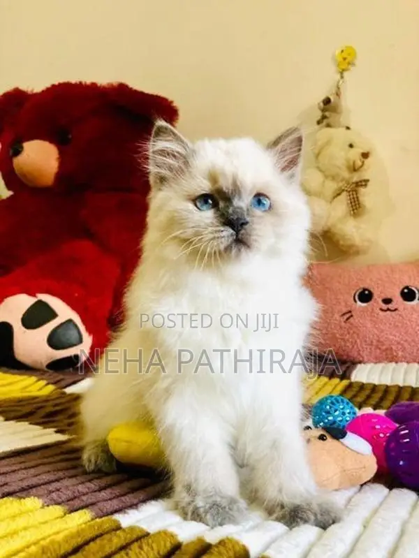 Himalayan Kittens