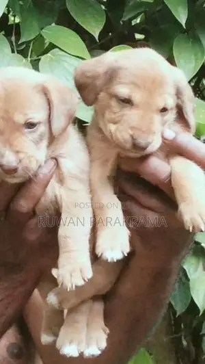 Dachshund Mixed Puppies