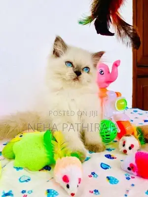 Himalayan Kittens