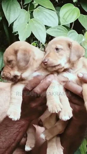 Dachshund Mixed Puppies