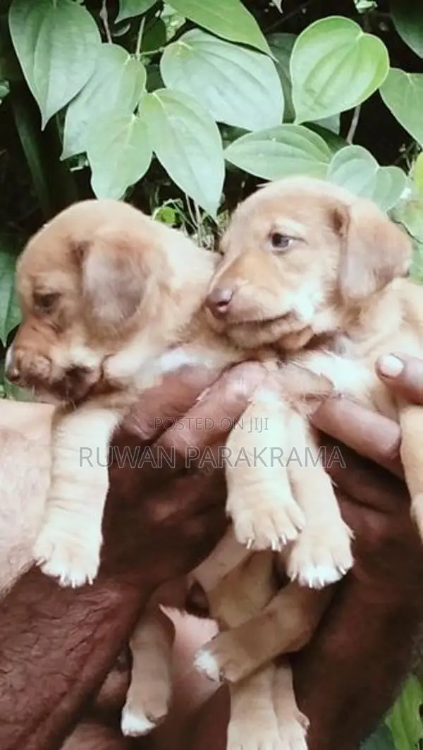 Dachshund Mixed Puppies