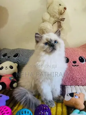 Himalayan Kittens