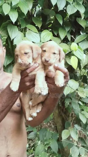 Dachshund Mixed Puppies