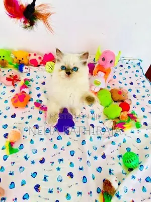 Himalayan Kittens
