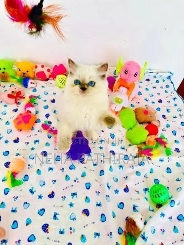 Himalayan Kittens
