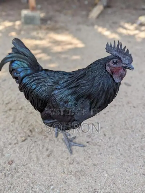 களுவாஞ்சிகுடி Chicks