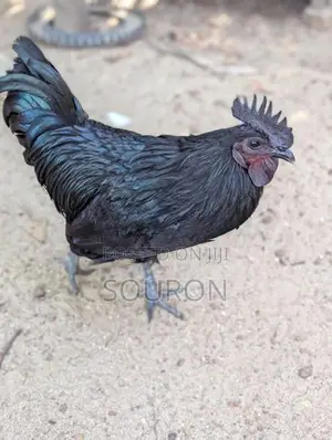 களுவாஞ்சிகுடி Chicks