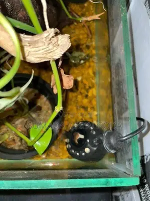 planted tank