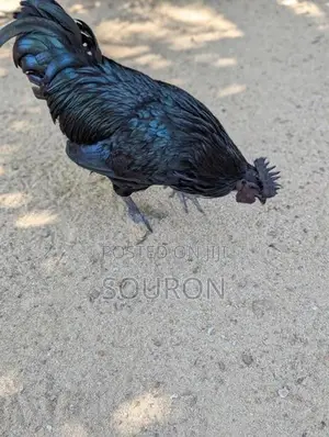 களுவாஞ்சிகுடி Chicks