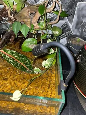 planted tank