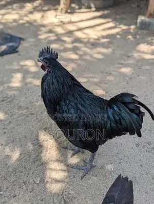 களுவாஞ்சிகுடி Chicks