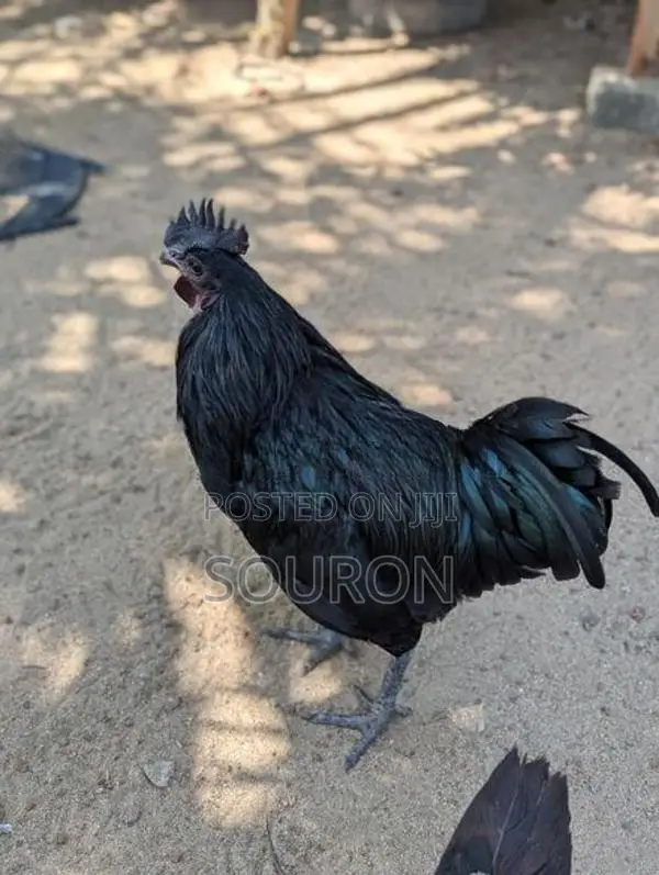 களுவாஞ்சிகுடி Chicks