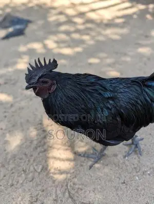 களுவாஞ்சிகுடி Chicks