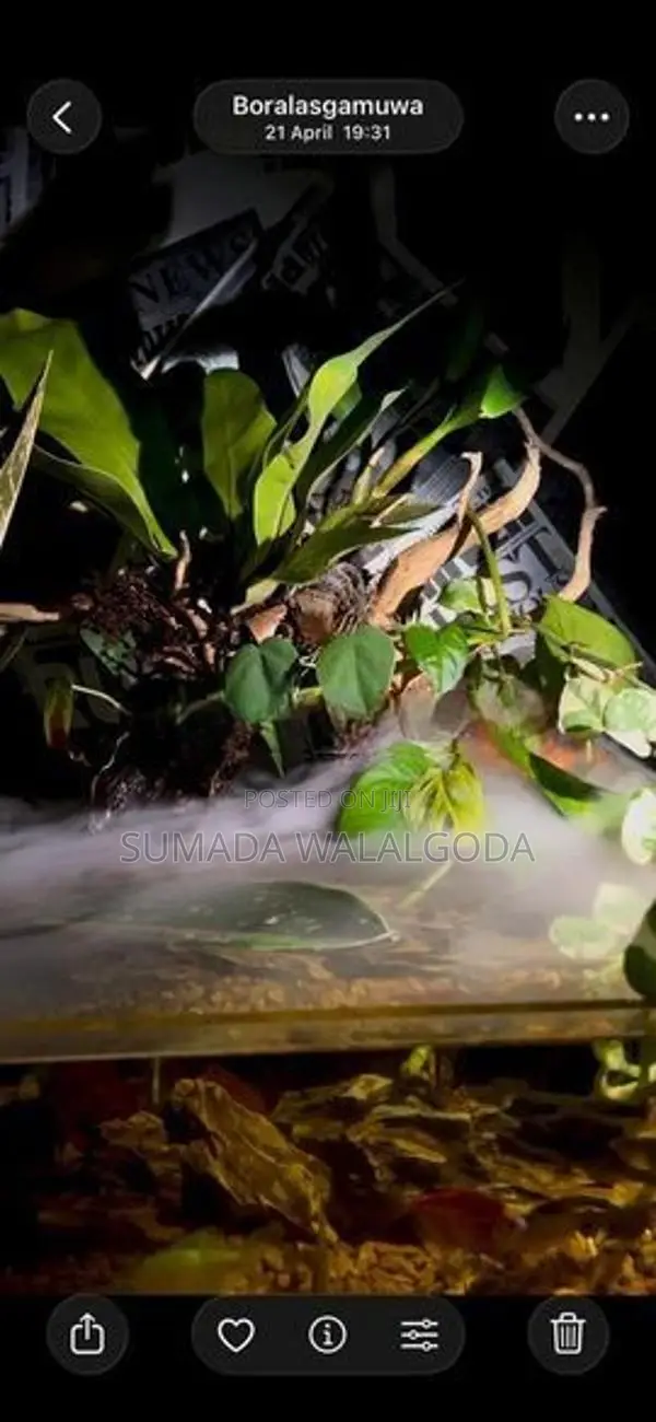 planted tank
