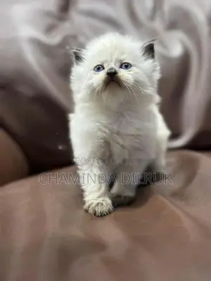 Persian Cat
