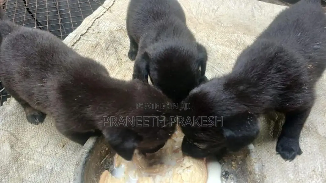 Dashand puppy