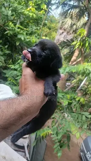 Dashand puppy