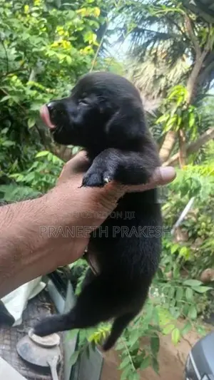 Dashand puppy