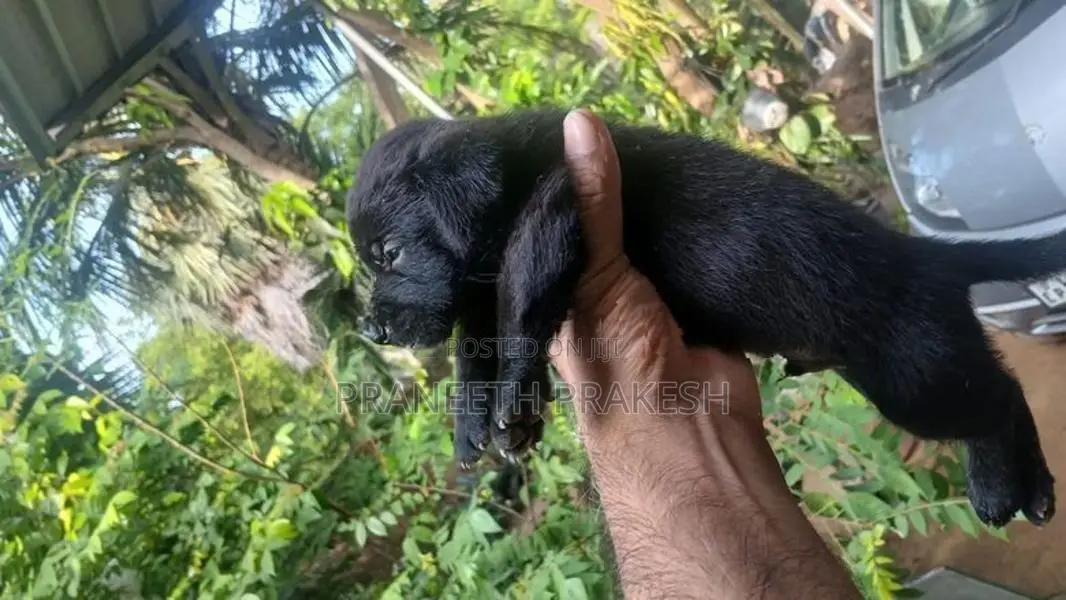 Dashand puppy