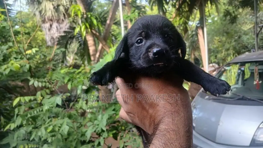 Dashand puppy