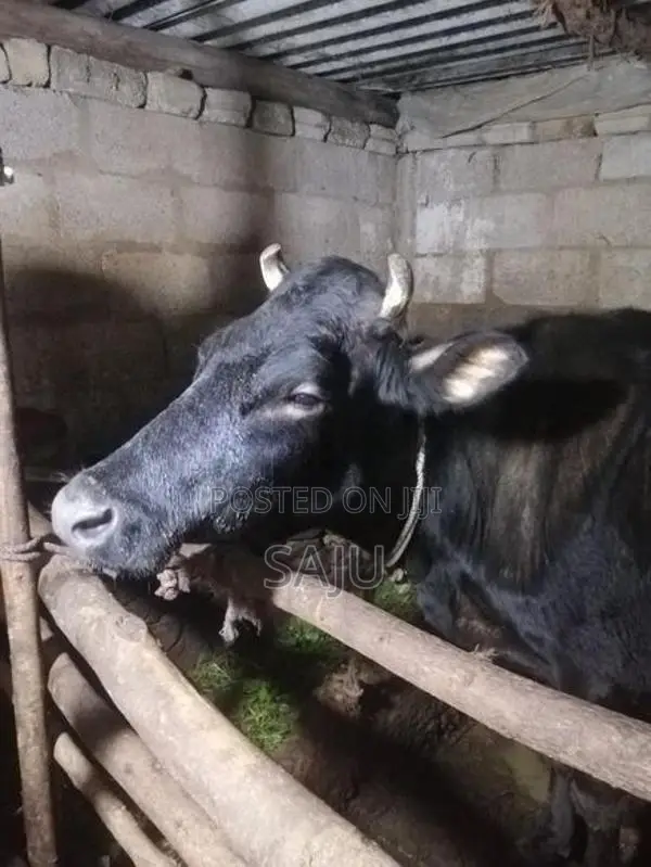 Milk Cow