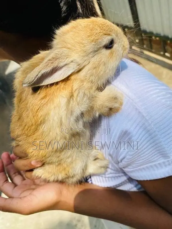 Rabbit