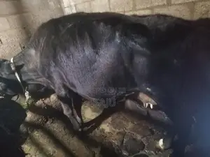 Milk Cow