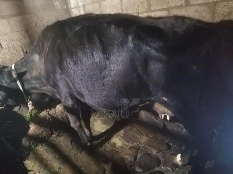 Milk Cow