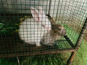 Rabbit