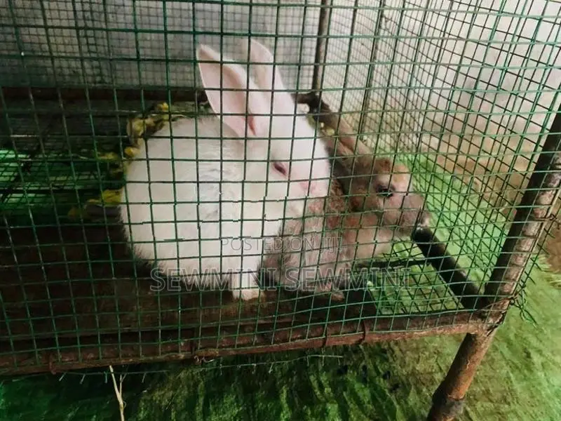 Rabbit