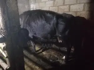 Milk Cow